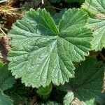 Geum pyrenaicum Blatt