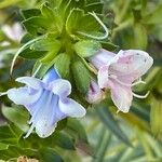 Echium decaisneiFlower