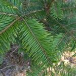 Abies grandis Feuille