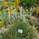 Asphodeline lutea Habit