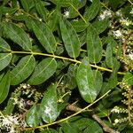 Copaifera aromatica Folla