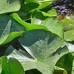 Nymphaea alba Leaf