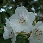 Rhododendron × peregrinum