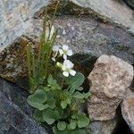 Cardamine plumieri Libunga