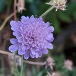Scabiosa triandra Flower