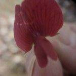 Lathyrus bauhini Flower