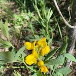 Thermopsis gracilis Flor