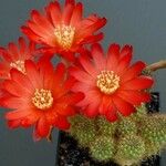 Rebutia padcayensis Flower