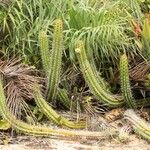 Praecereus euchlorus Feuille