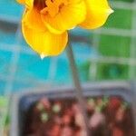 Zephyranthes tubispatha Λουλούδι