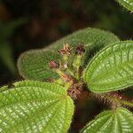 Miconia crenata Feuille