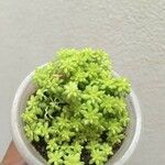 Sedum japonicum Lapas