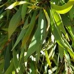 Hakea laurina Feuille