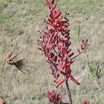 Aloe secundiflora Blomma