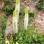 Eremurus himalaicus Blüte