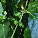 Coffea stenophylla Frukt
