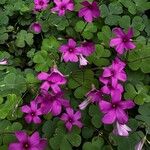 Oxalis debilisപുഷ്പം