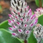 Ptilotus extenuatus Flor