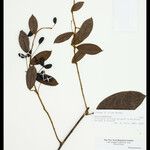 Orthomene hirsuta Leaf