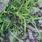 Leersia virginica Blatt