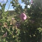 Ononis tridentata Flower