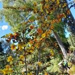 Fremontodendron californicum Vekstform