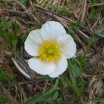 Ranunculus pyrenaeus Fleur