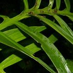 Monstera tenuis Leaf