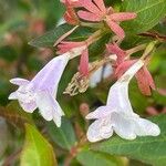 Zabelia triflora Flower