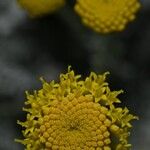 Santolina chamaecyparissus Çiçek