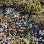 Sesuvium portulacastrum Leht