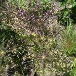 Allium cristophii Blomst