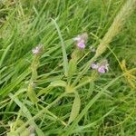 Rostellularia procumbens 葉