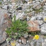 Brassica insularis Habit