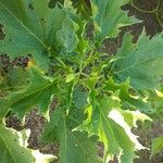 Datura metel Blad