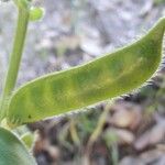 Vicia narbonensis Ffrwyth