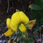 Crotalaria retusa Květ