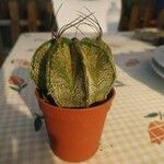 Astrophytum capricorne Leht