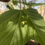 Acer pensylvanicum Flower