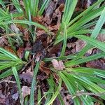 Carex pendula Habit