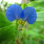 Commelina communis Цвят