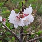 Prunus amygdalus Flor