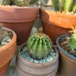Echinopsis oxygona 葉