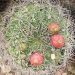 Gymnocalycium saglionis Habit