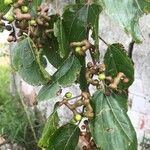 Hovenia dulcis 果實