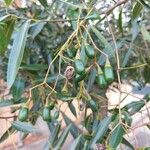 Nectandra angustifolia Frugt