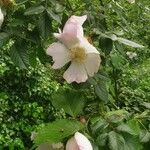 Rosa corymbifera Flower