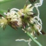 Juncus articulatus Blüte