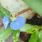 Commelina erectaFlor