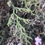Limonium tuberculatum Leaf